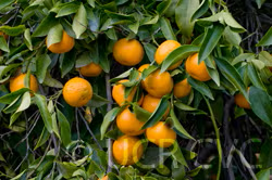 Honey Mandarin Budwood citrus plant material online shopping