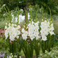 Essential Gladiolus Corms