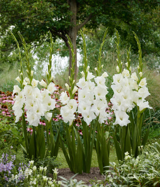 Essential Gladiolus Corms