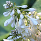 Moonrise Hosta Plants online shopping