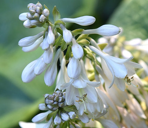 Moonrise Hosta Plants online shopping