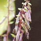 Island Charm Hosta Plants online shopping