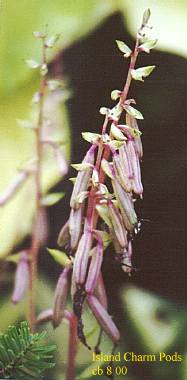 Island Charm Hosta Plants online shopping