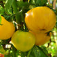 Carolina Gold F1 Tomato