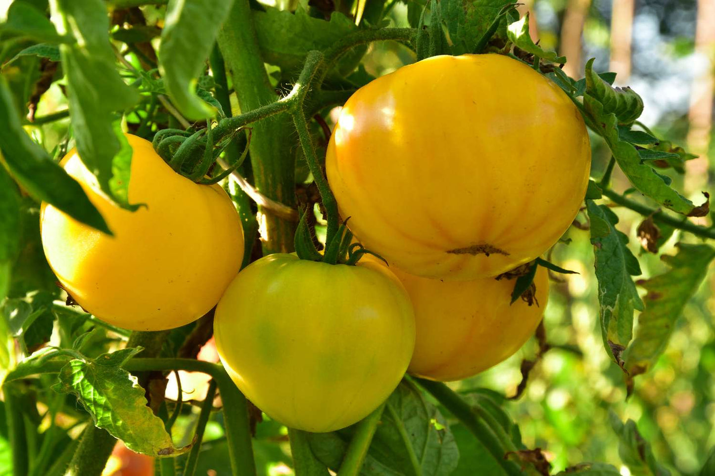 Carolina Gold F1 Tomato