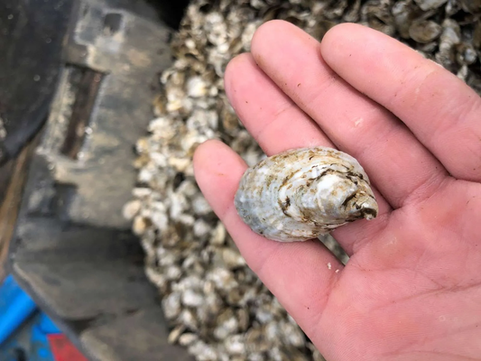 LOLA Oyster Eyed Larvae VA