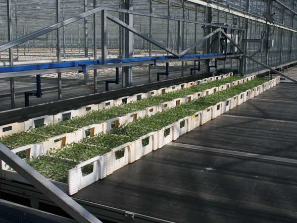 Viscon XY Greenhouse Internal Transport