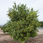 Soh Himtra Mandarin Budwood citrus plant material online shopping