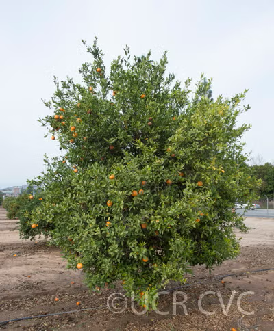 Soh Himtra Mandarin Budwood citrus plant material online shopping