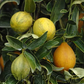 Centennial Variegated Kumquat Plant citrus plant material online shopping