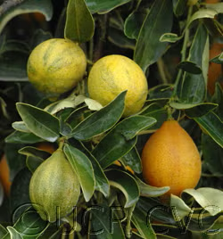 Centennial Variegated Kumquat Plant citrus plant material online shopping