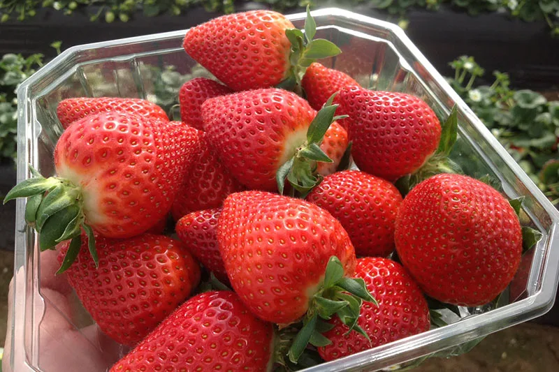 Victory Early Season Strawberry