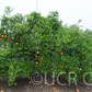 Koster Tangor Mandarin Budwood citrus plant material online shopping