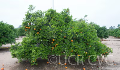 Koster Tangor Mandarin Budwood citrus plant material online shopping