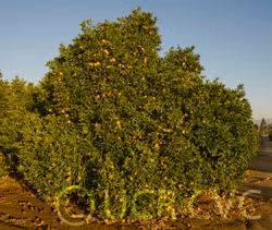 Madam Venus Sweet Orange Seed citrus plant material online shopping