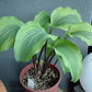 Monkey Business Hosta Plants online shopping