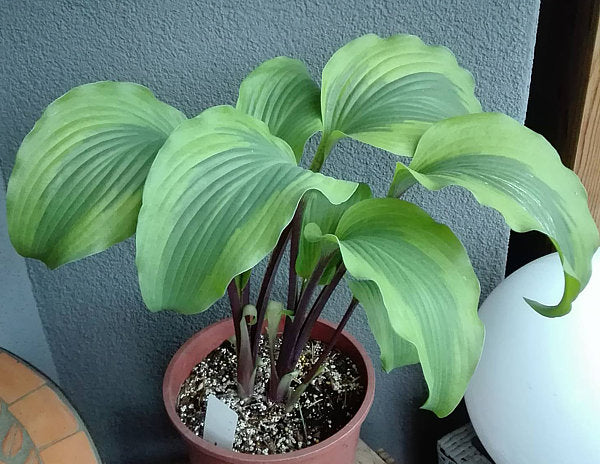 Monkey Business Hosta Plants online shopping