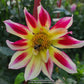 Junkyard Dog Dahlia
