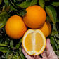Riverside 1873 Parent Washington Navel Orange Budwood citrus plant material online shopping
