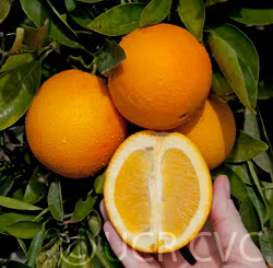 Riverside 1873 Parent Washington Navel Orange Budwood citrus plant material online shopping