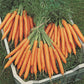 Mokum F1 Carrot Seeds online shopping