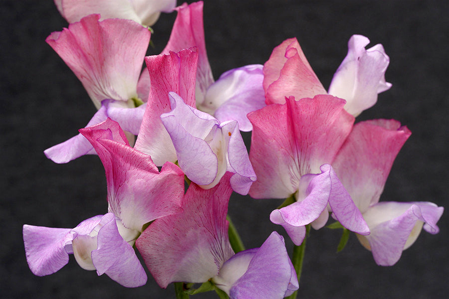 Enchanté Sweet Pea seeds online shopping