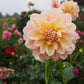 Sheer Heaven Dahlia