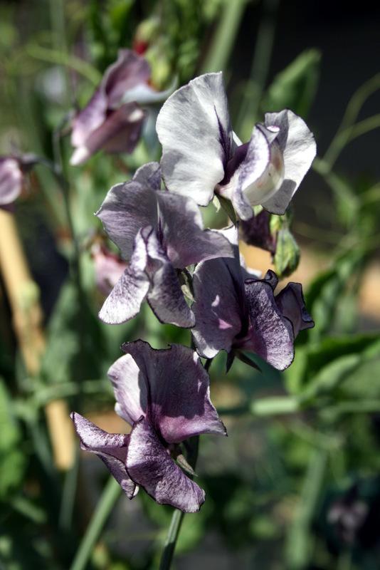 Nimbus Sweet Pea seeds online shopping