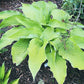 Soul Shine Hosta Plants online shopping