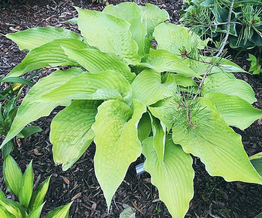 Soul Shine Hosta Plants online shopping