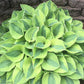 Luna Moth Hosta Plants online shopping