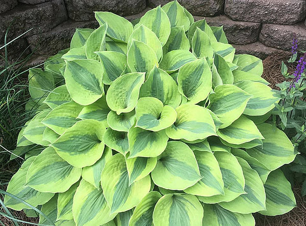 Luna Moth Hosta Plants online shopping