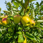 GoldRush Apple