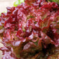 New Red Fire Organic Lettuce Seeds online shopping