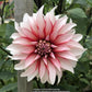 Santa Claus Dahlia