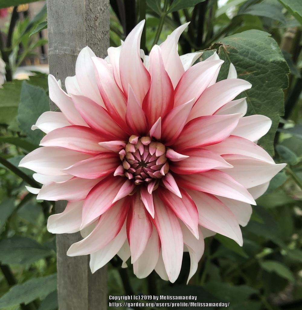Santa Claus Dahlia