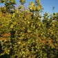 Makrut Kaffir Lime Plant citrus plant material online shopping