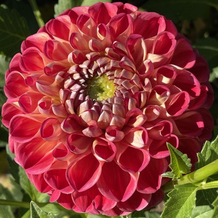 Incrediball Dahlia