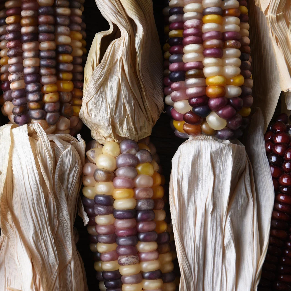 Calico Popcorn Corn