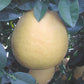 Rubidoux Pummelo Hybrid Budwood citrus plant material online shopping