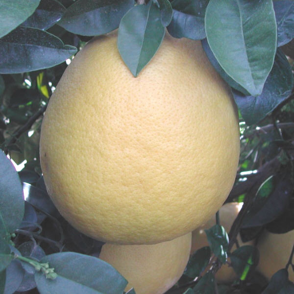 Rubidoux Pummelo Hybrid Budwood citrus plant material online shopping