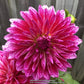 Raspberry Punch Dahlia