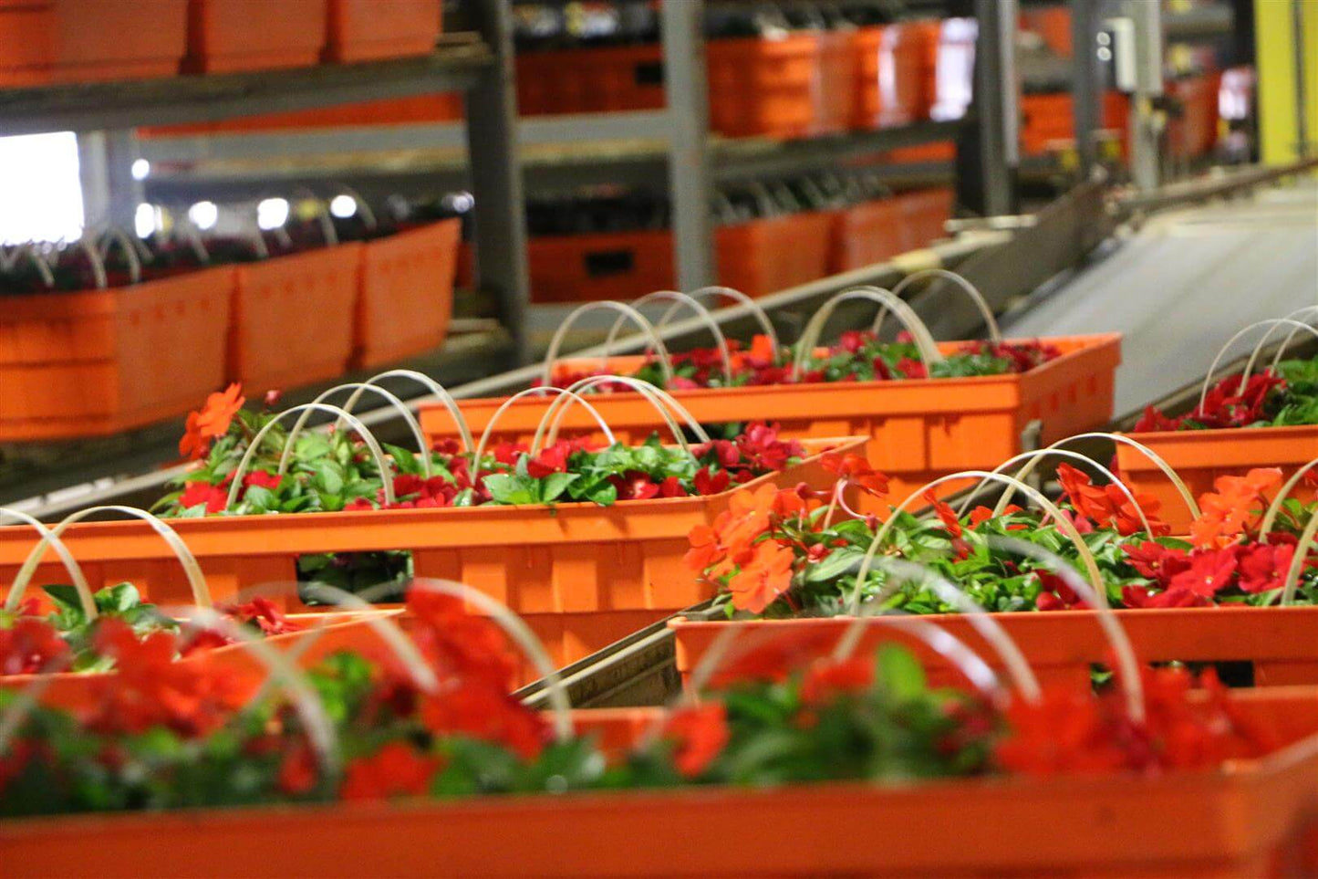 Viscon Buffering & Shipping Internal Transport Automation