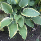 Trendsetter Hosta Plants online shopping
