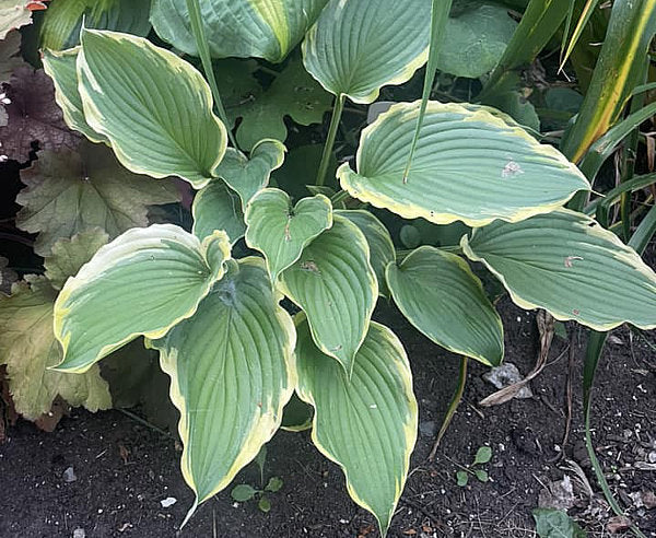 Trendsetter Hosta Plants online shopping