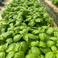 Noga Prospera Active F1 Organic Basil seeds online shopping