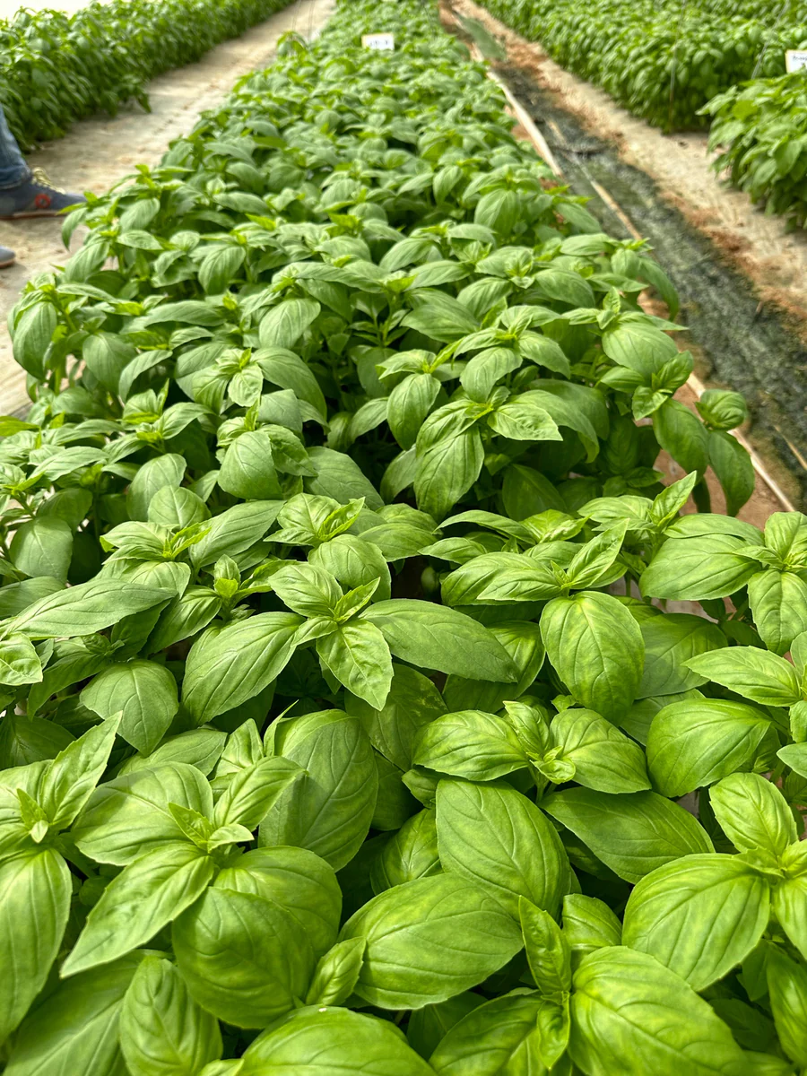 Noga Prospera Active F1 Organic Basil seeds online shopping