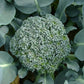 Di Cicco Organic Broccoli