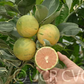 Variegated Cara Cara Pigmented Navel Orange Budwood citrus plant material online shopping