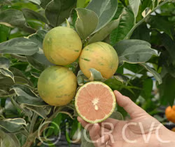 Variegated Cara Cara Pigmented Navel Orange Budwood citrus plant material online shopping